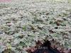 优质时花种苗
